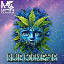 DELI - Mitten Canna - Blue Cookie