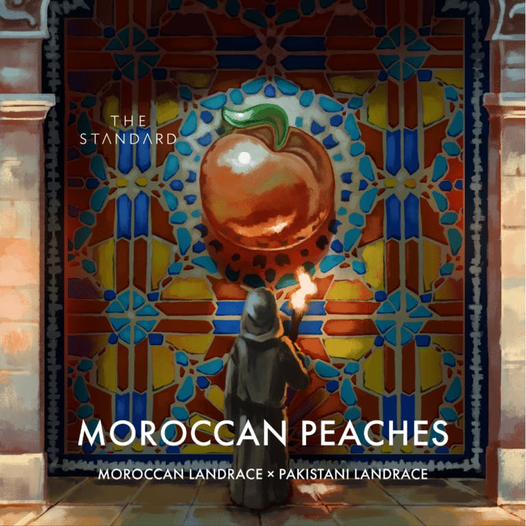 Photo of Moroccan Peaches Live Rosin | 1g