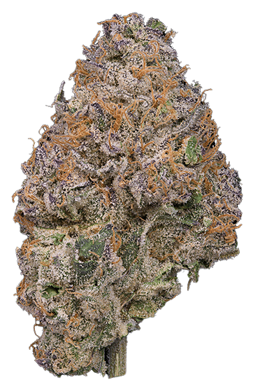 Elysium Cultivation ELYSIUM | PERMANENT MARKER | BULK | INDICA / HYBRID — FLOWER