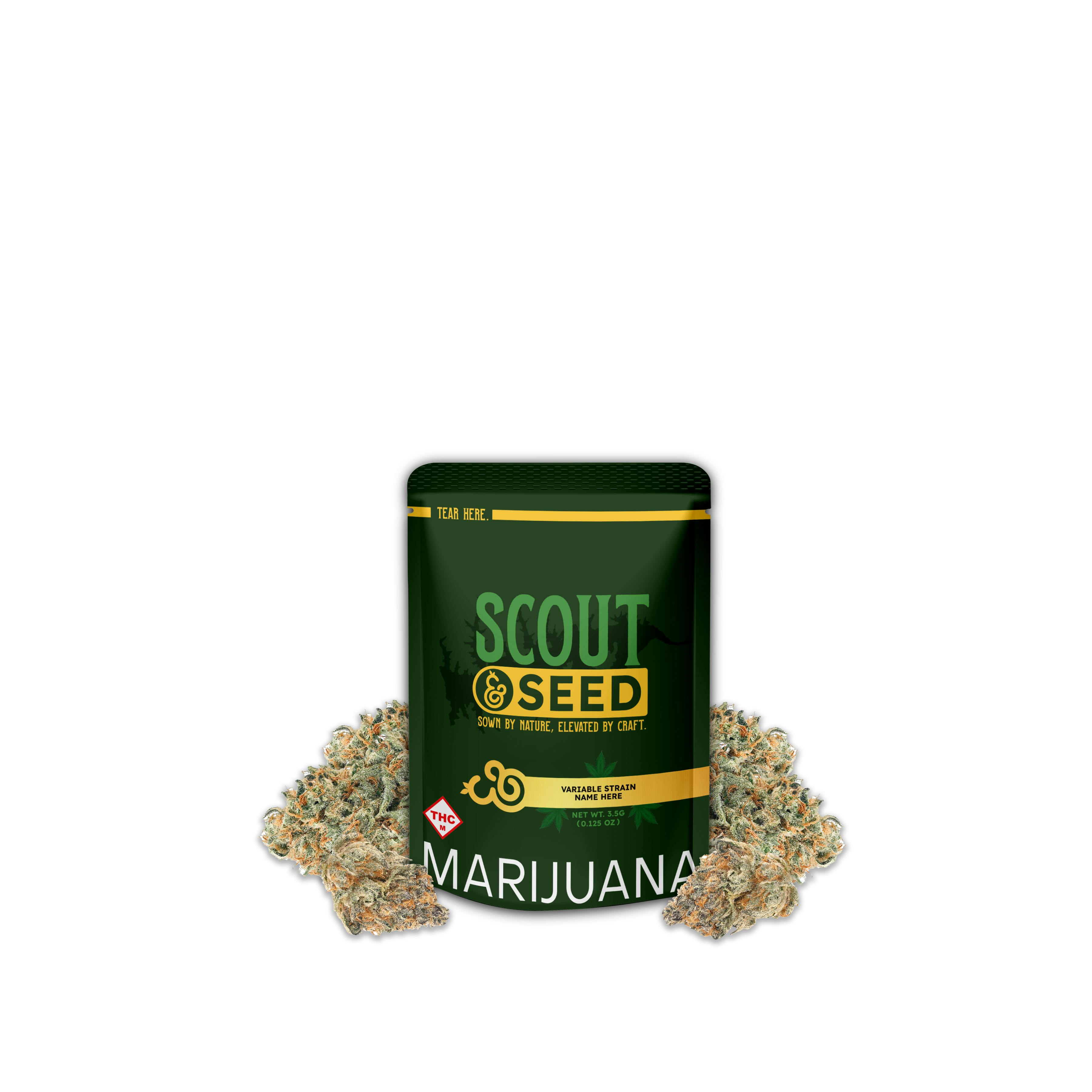 Honey Banana x Orange Mintz #2 | 3.5g | Scout & Seed | Trinity (Rolla)