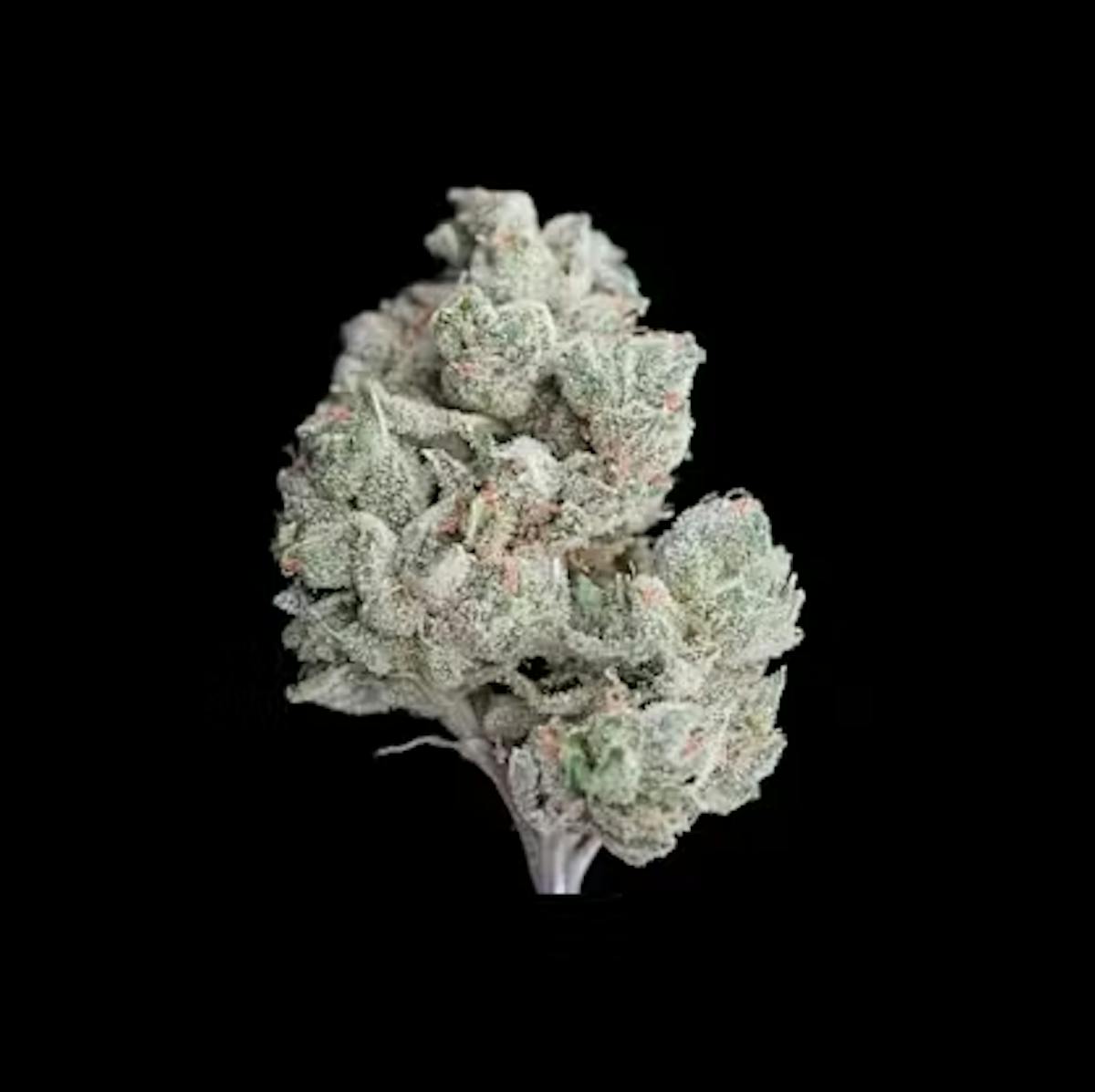 Photo of Pink Water 3.5g Flower Bountiful Farms