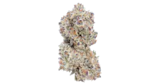 Flower category image