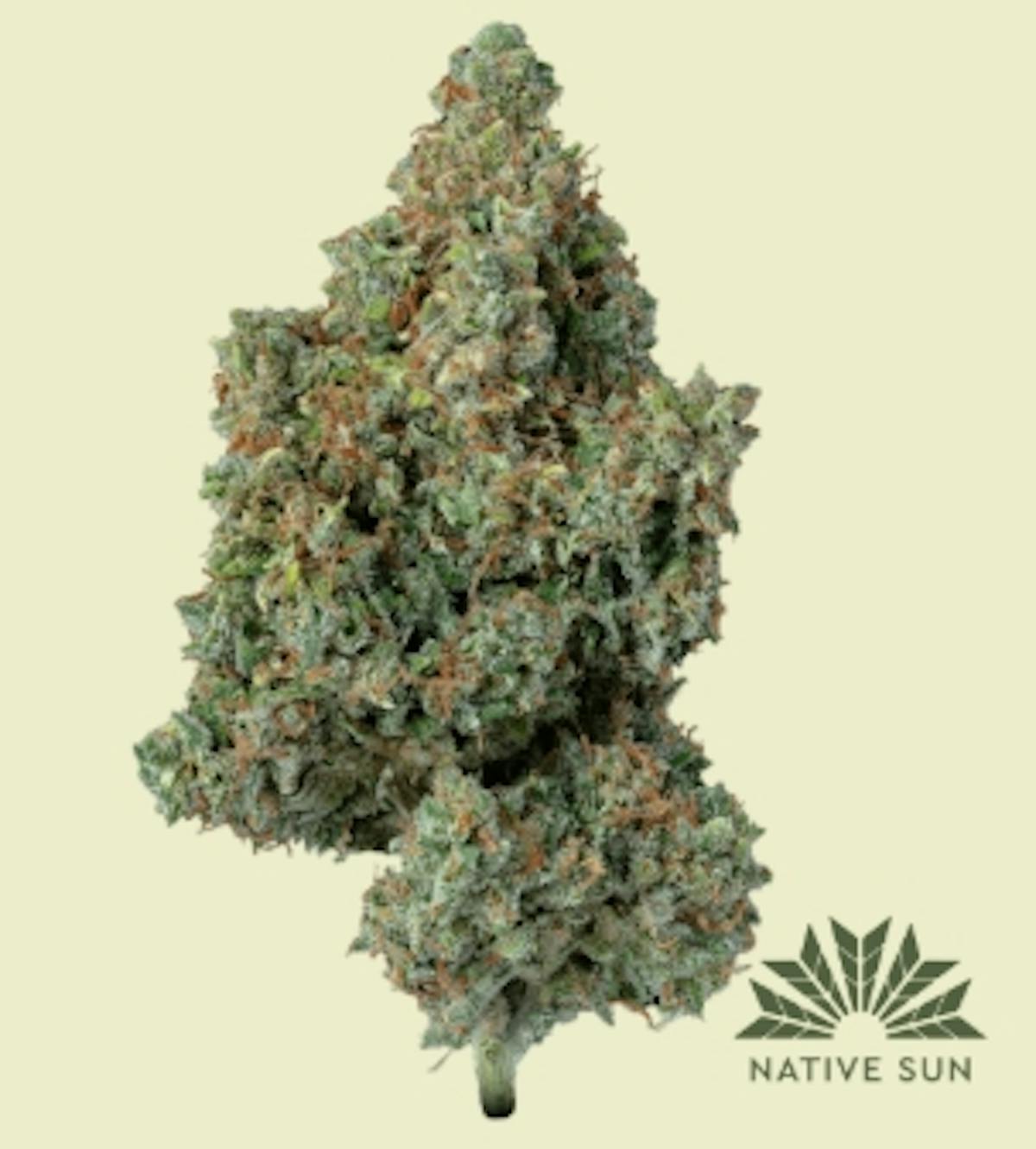 Photo of Stargazer Flower Native Sun