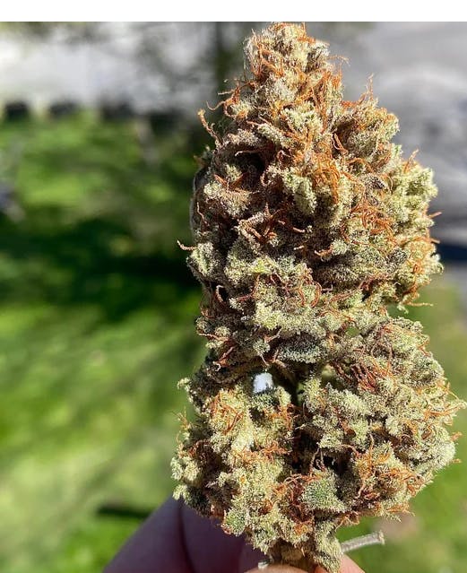 Product Peach Crescendo Buds