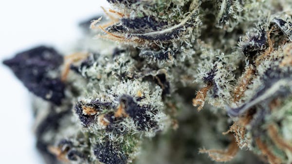 Orange Cannabis Co. Alien OG 1/8oz Flower | Orange Cannabis