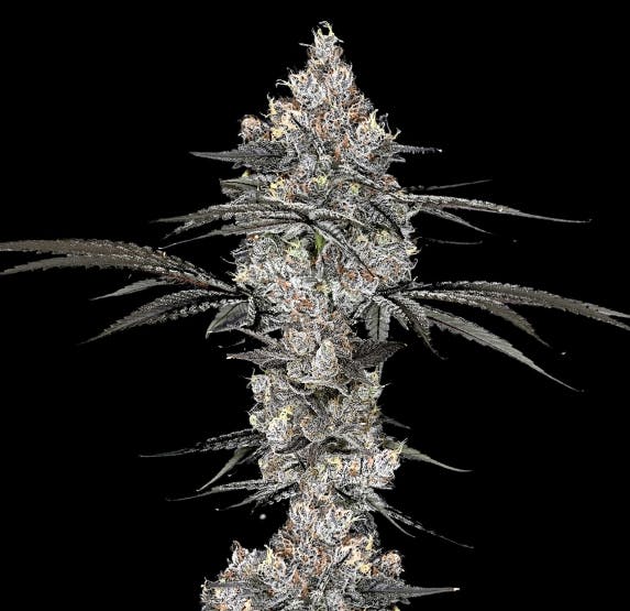 Product Signature | Mega Mind | Flower