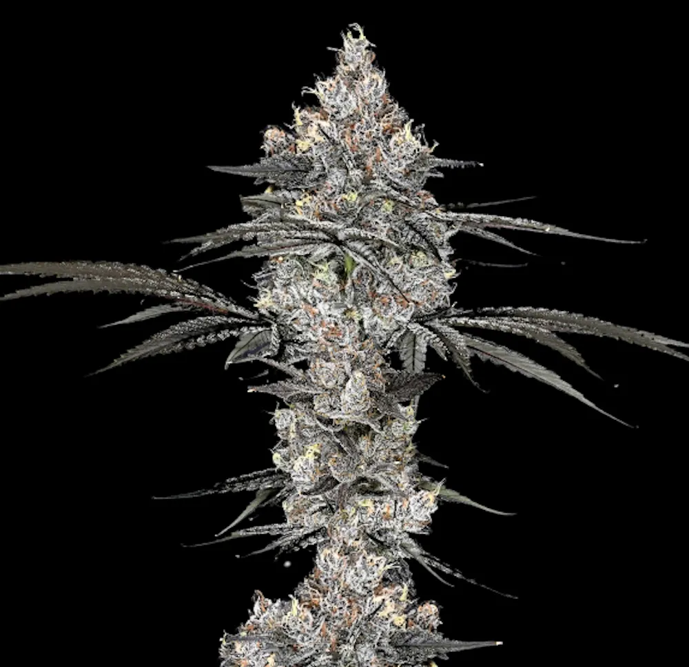 Product Signature | Mega Mind | Flower