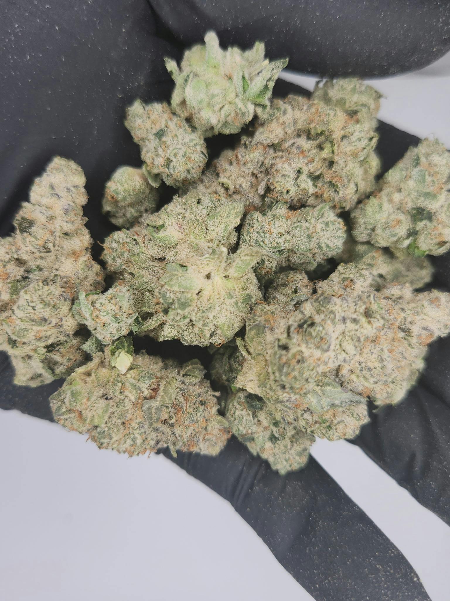 Primo Danks | Bulk Bud - Bananaconda
