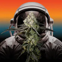 Product RYTHM - Afternoon Delight #4 Mini Buds (7g)