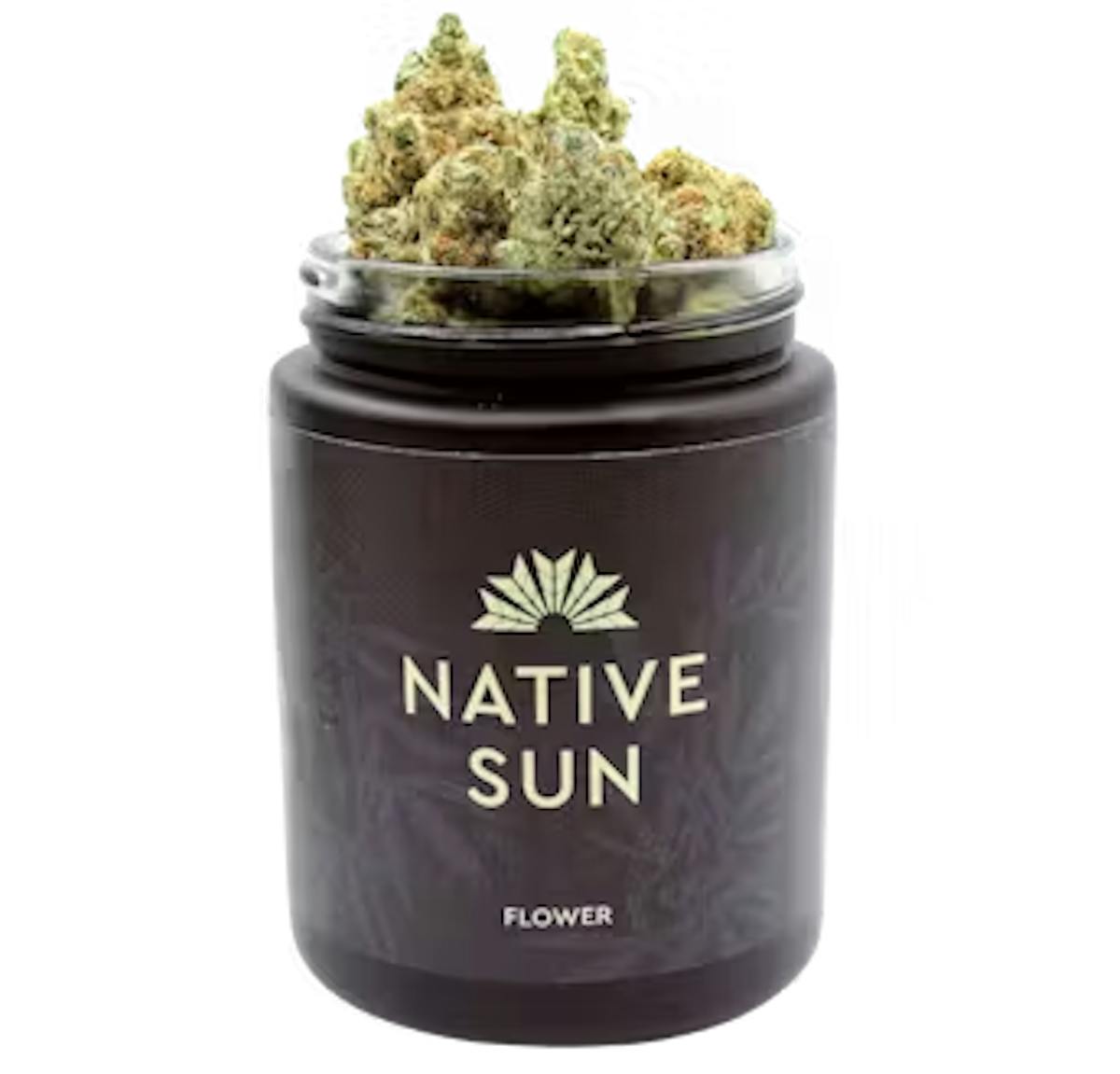 Photo of Blueberry Muffin Flower Native Sun