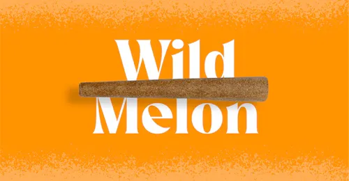 Wild Melon – Infused Blunt 1pk (1g)-1