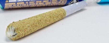 Raspberry Hippie Crippler Infused Blunt | 0.5g