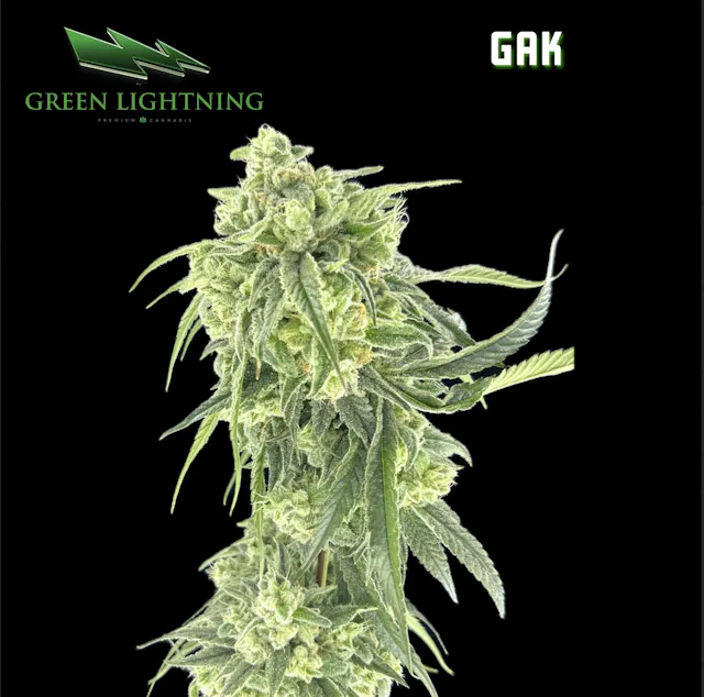 Green Lightning Smalls GAK 7g (hybrid, small-buds)