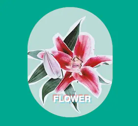 Flower category image