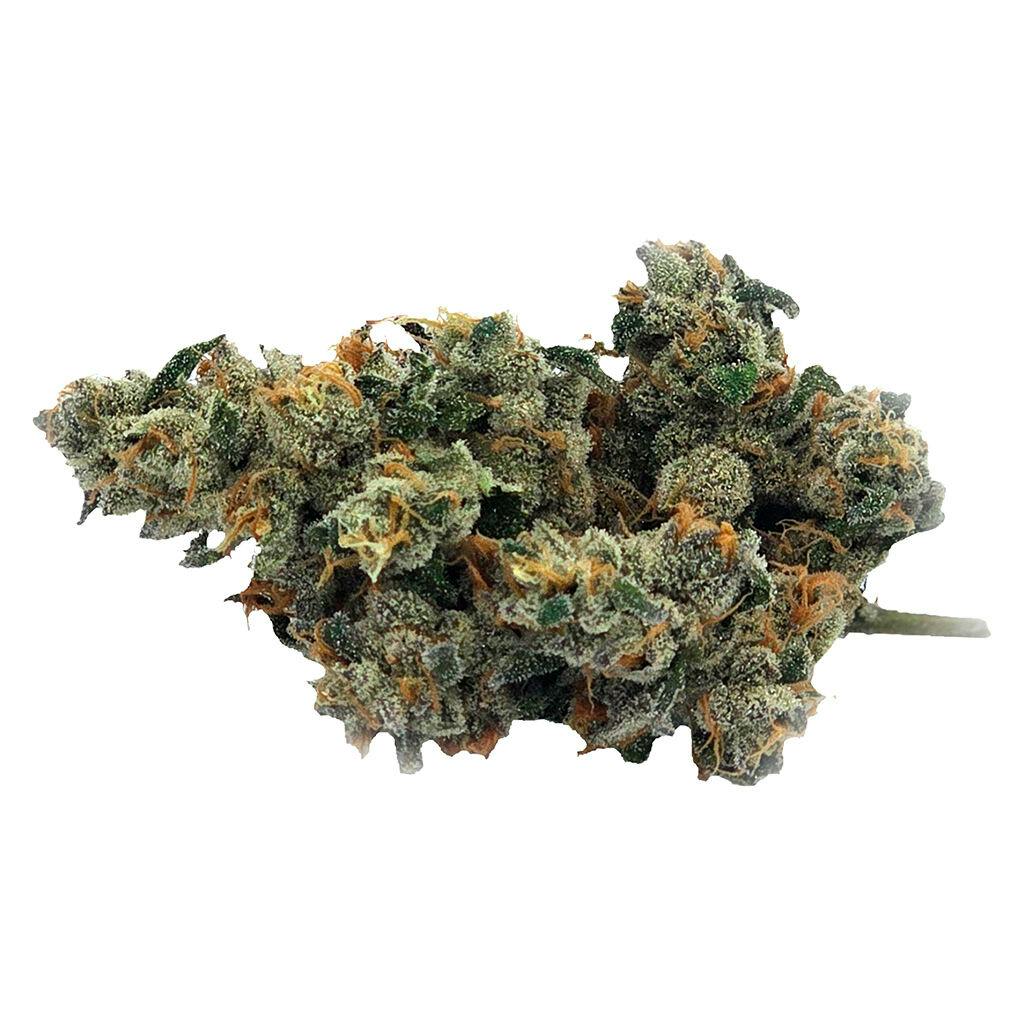 Bluenose Berry - 7g | TreeTop - Burlington