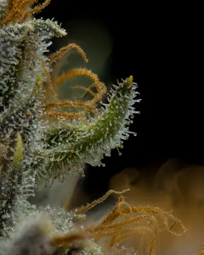 Full Tilt | Black Cherry Punch | Flower | 3.5g-3
