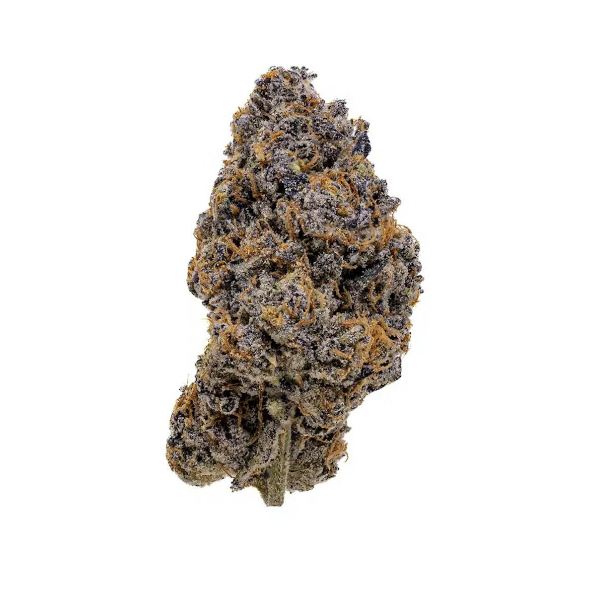 Photo of Your Highness | Chroma | Flower