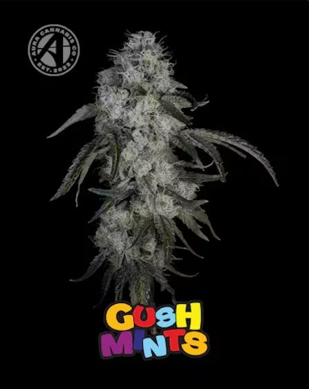 Product: Aura | Gush Mints | Flower - 3.5g