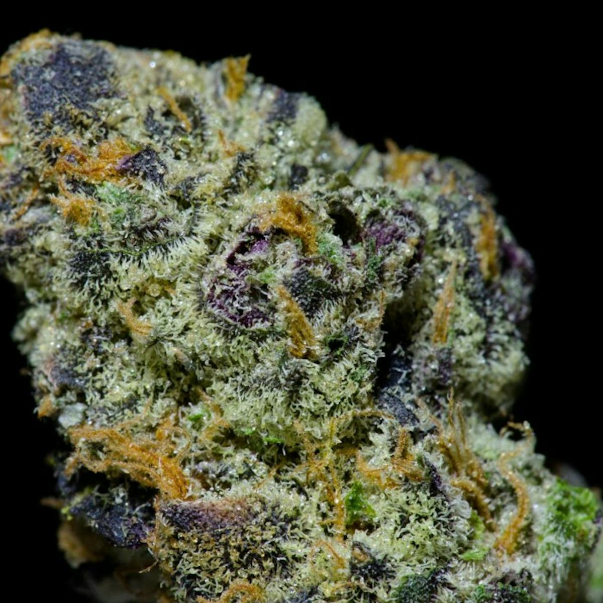 Photo of Popcorn Shelf – Apple Fritter (H)