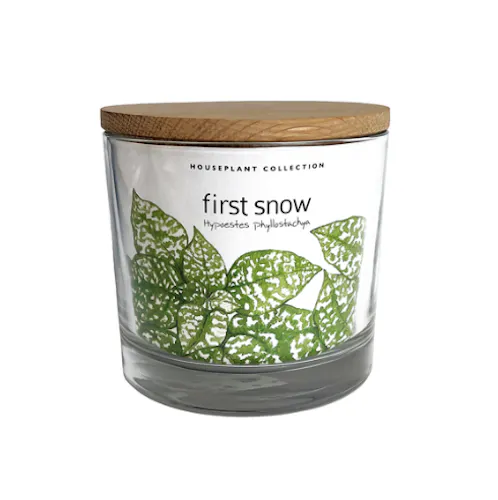 Potting Shed Creations – Houseplant Collection First Snow-active