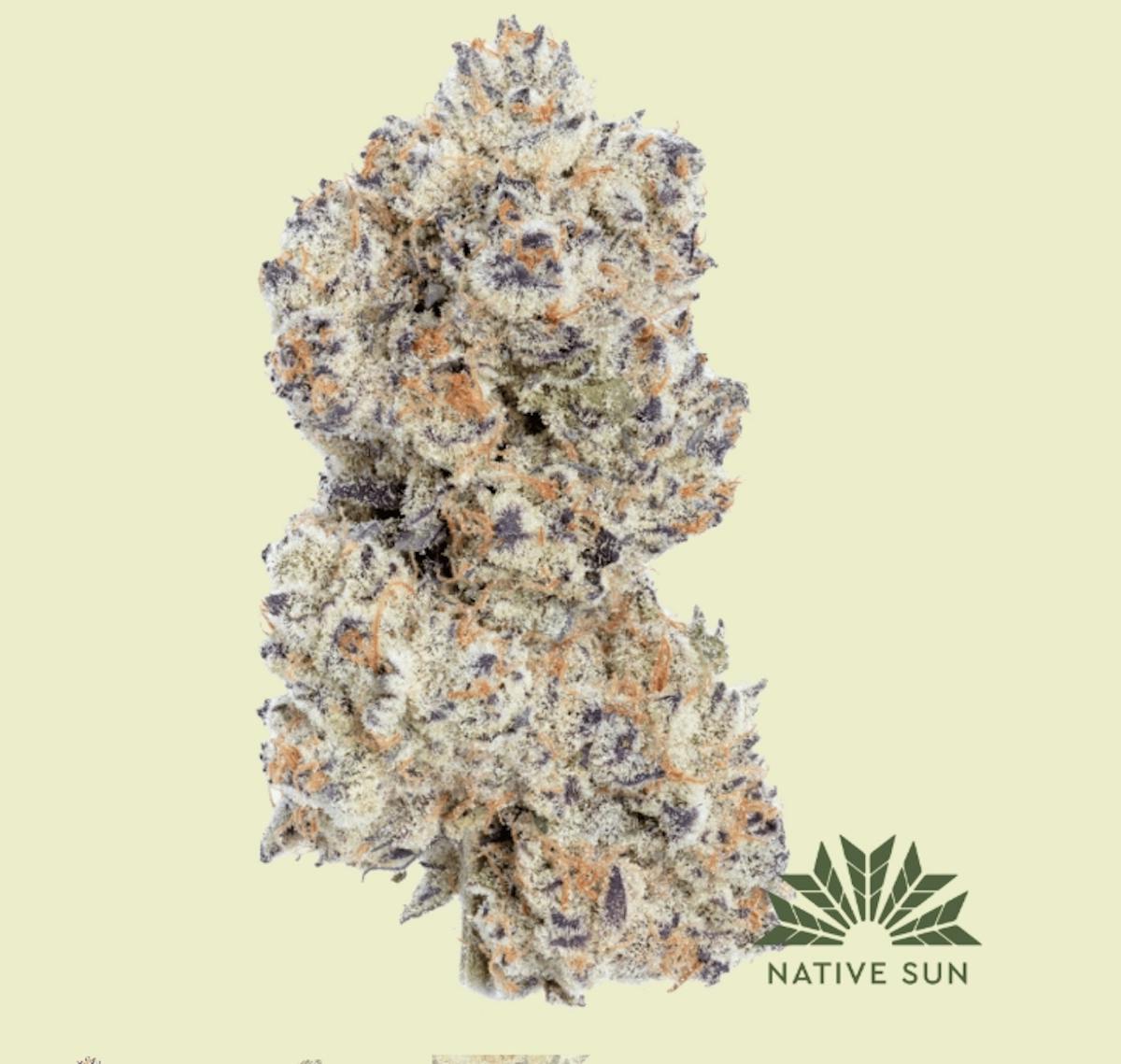 Photo of Garlic Icing Flower Native Sun