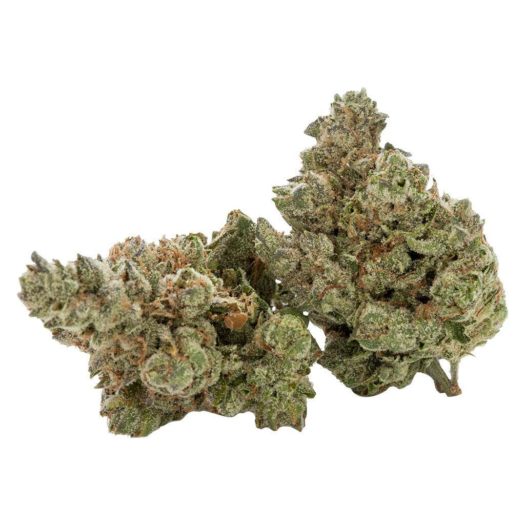 Cactus - Black Triangle | Hunny Pot Cannabis Co. (5035 Hurontario