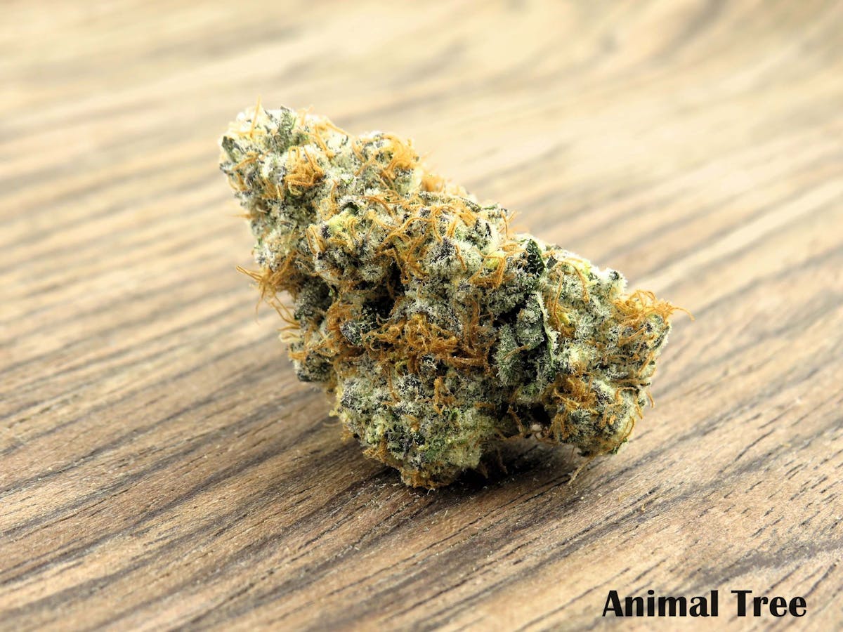 Photo of Animal Tree