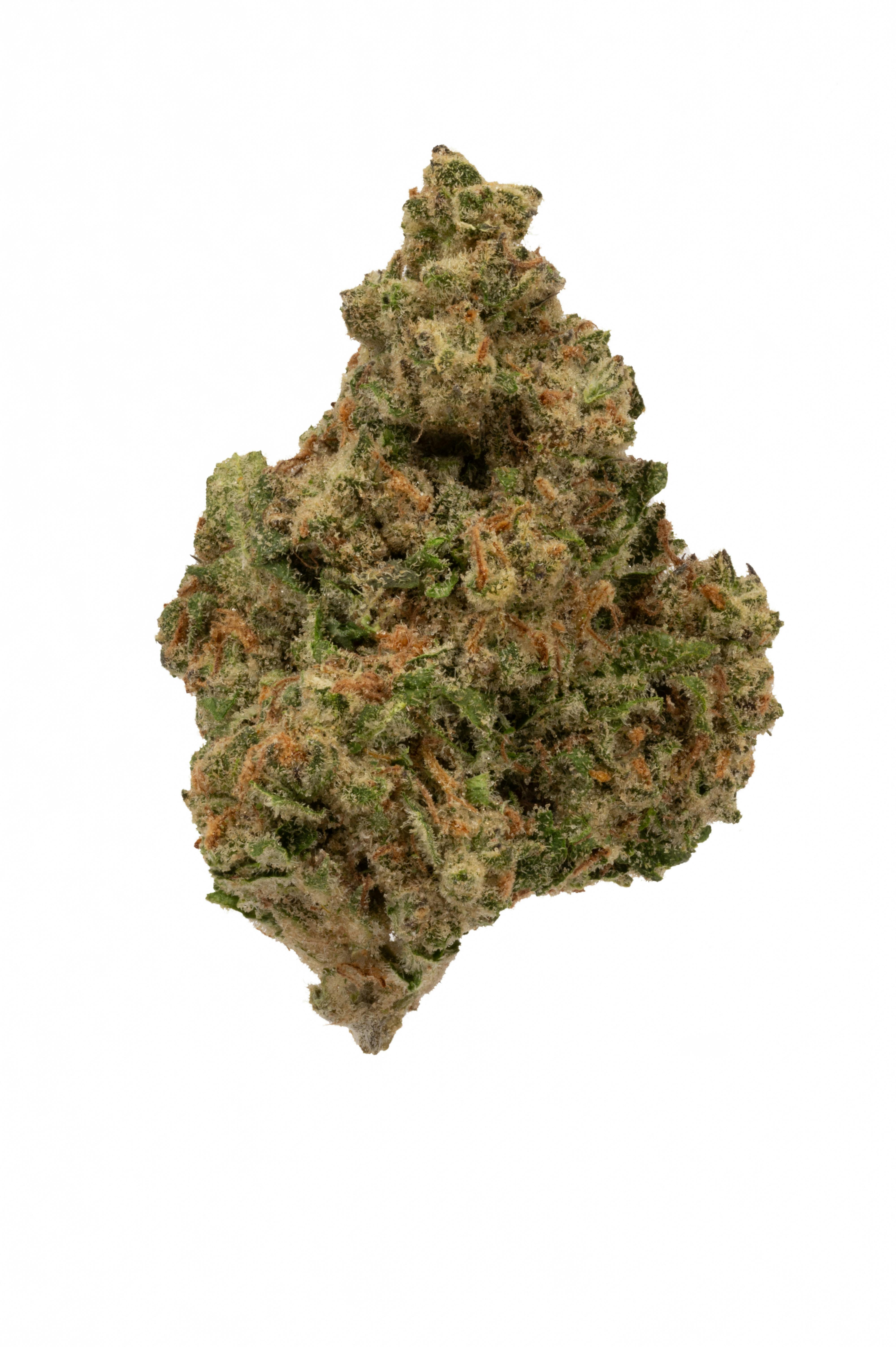Photo of Mimosa