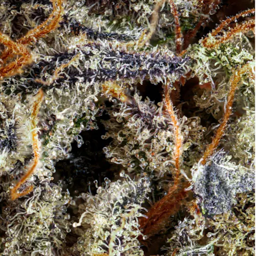 Grassroots | Cap Junky | Pre-Roll Pack | 5pk – 2g-2