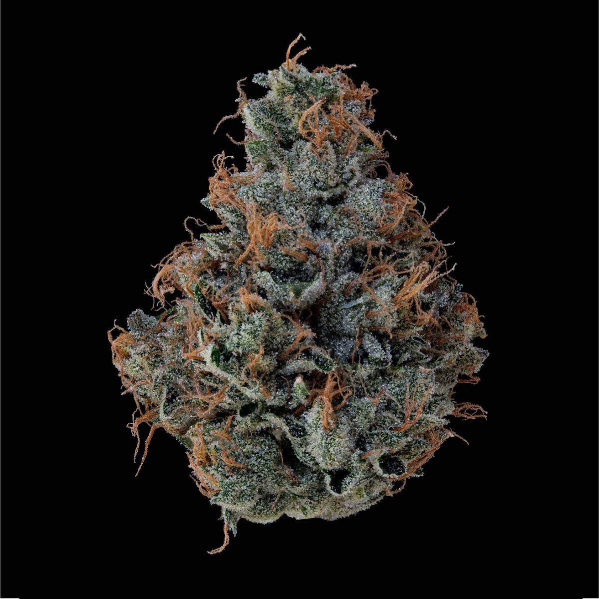 Photo of Orange 43