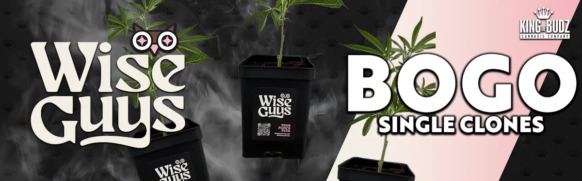BOGO Wise Guys Clones