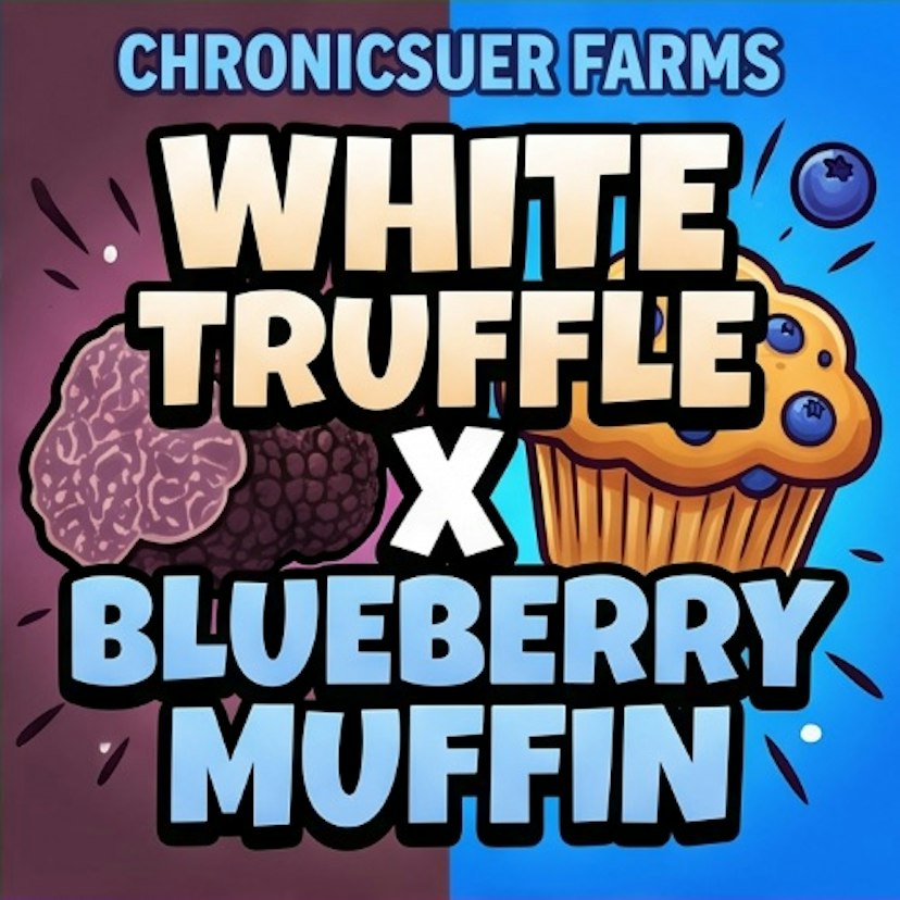 Chronicsuer Farms - White Truffle x Blueberry Muffin - Buds