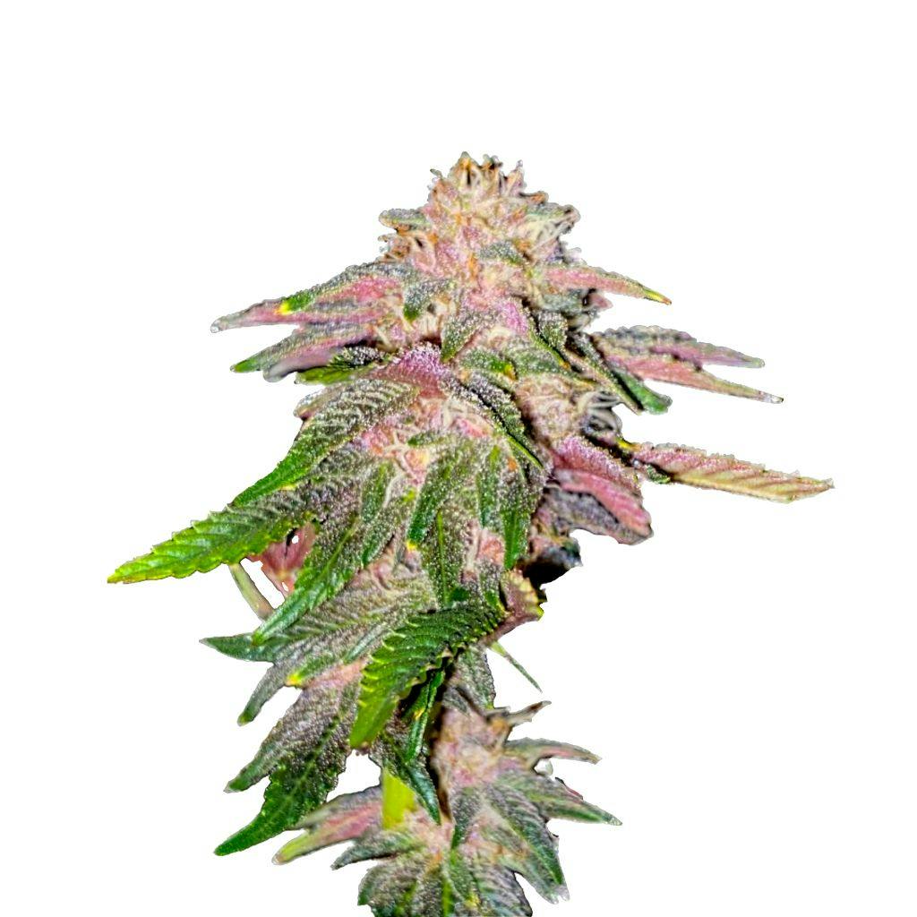 34 Street Seed Co - Dessert Multipack Seeds (Hybrid) - 6 Pack 