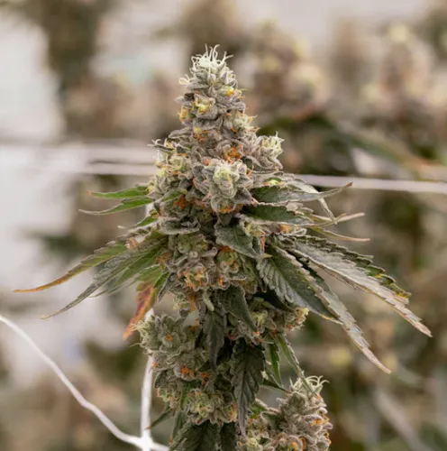 Sol Canna – Girl Crush – Smalls 7g-1