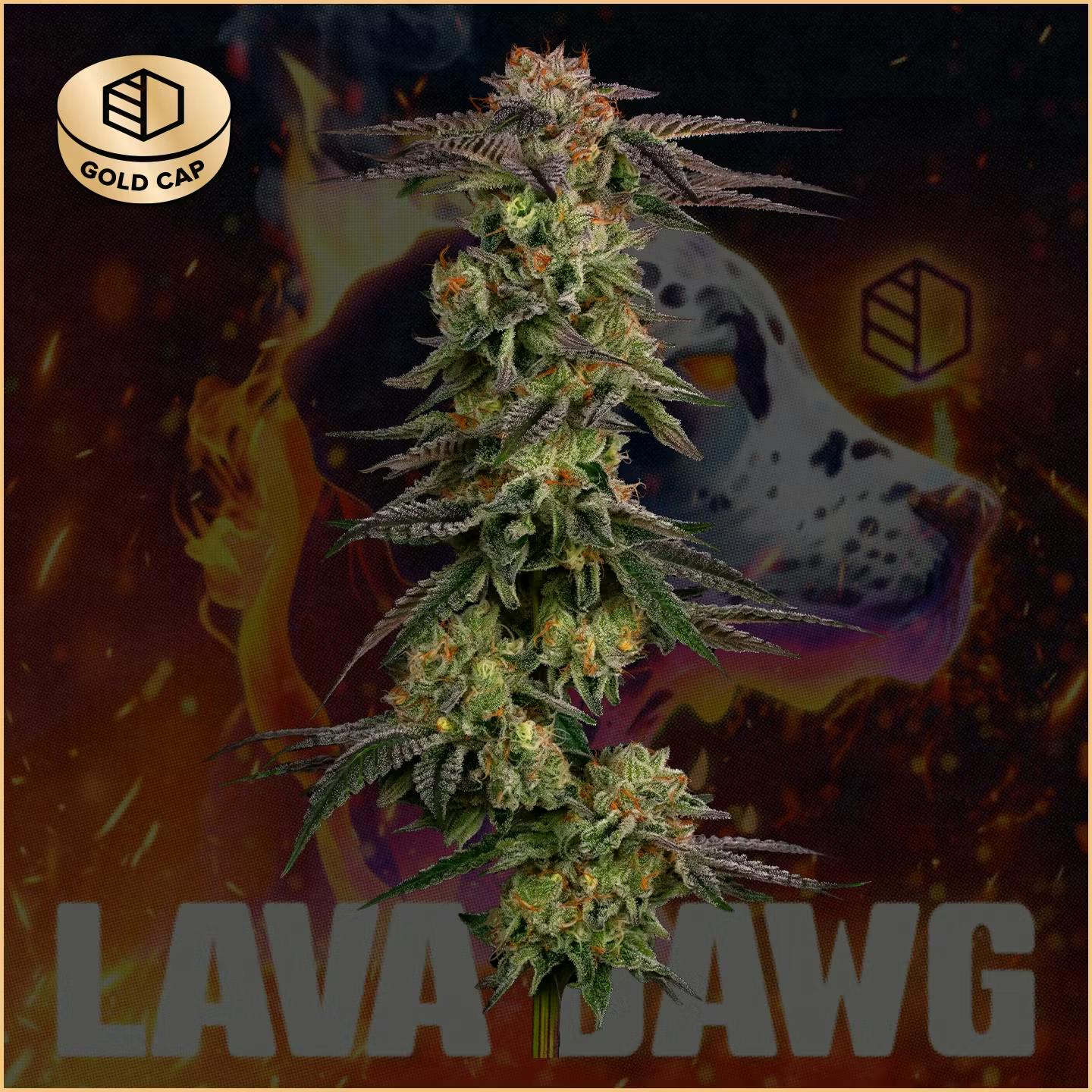 CommCan - Flower 3.5g - Lava Dawg