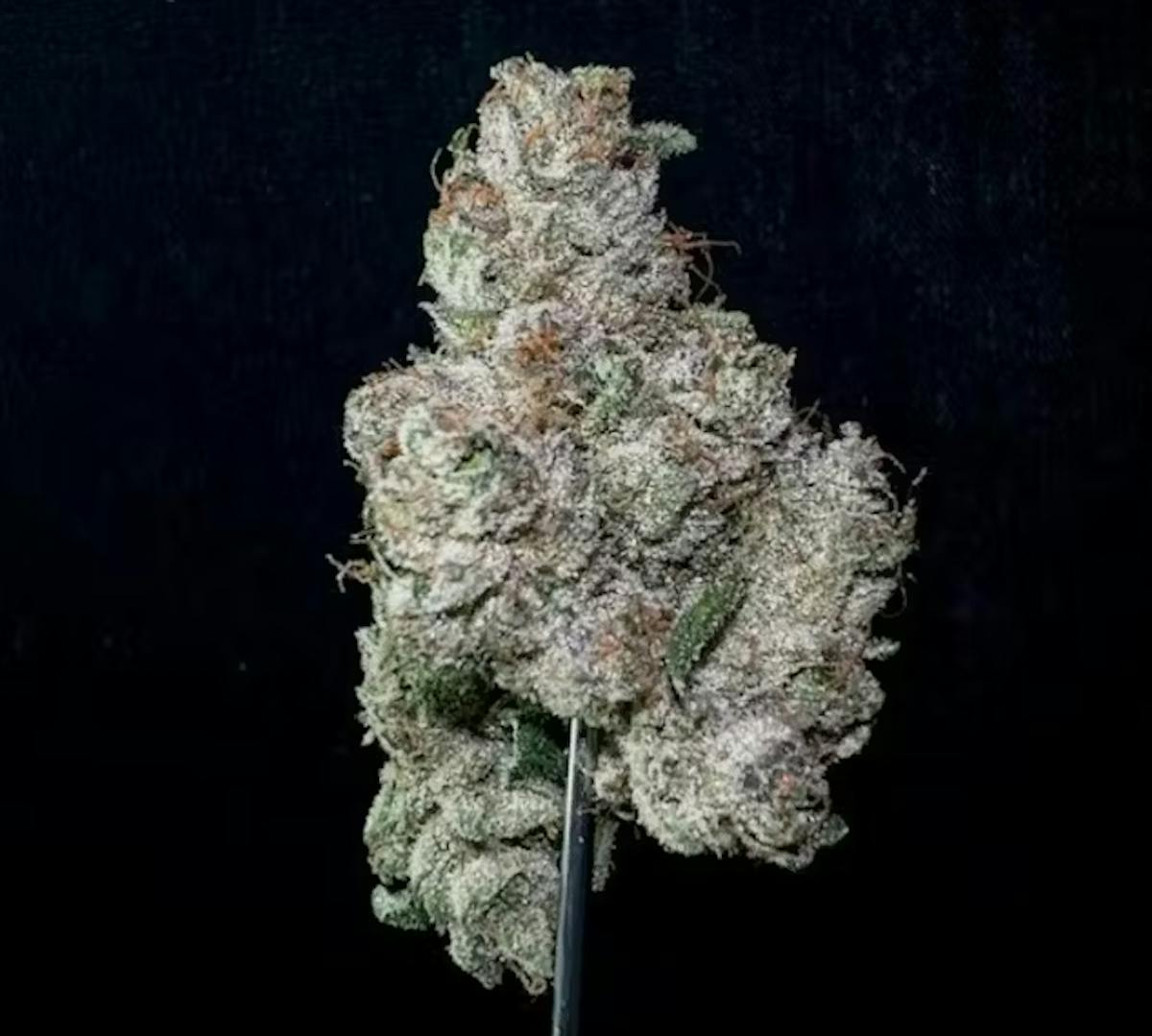 Photo of Runtz Banger 3.5g Flower Bountiful Farms