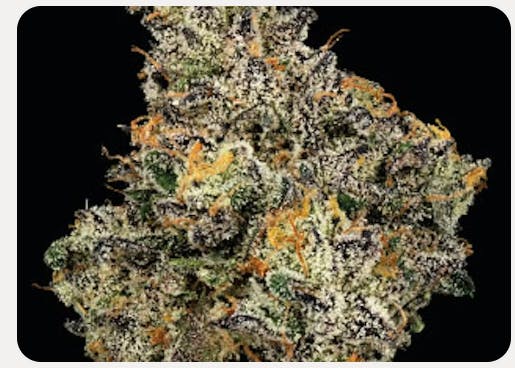 Product Sherb Cream Pie Buds (U4EA)