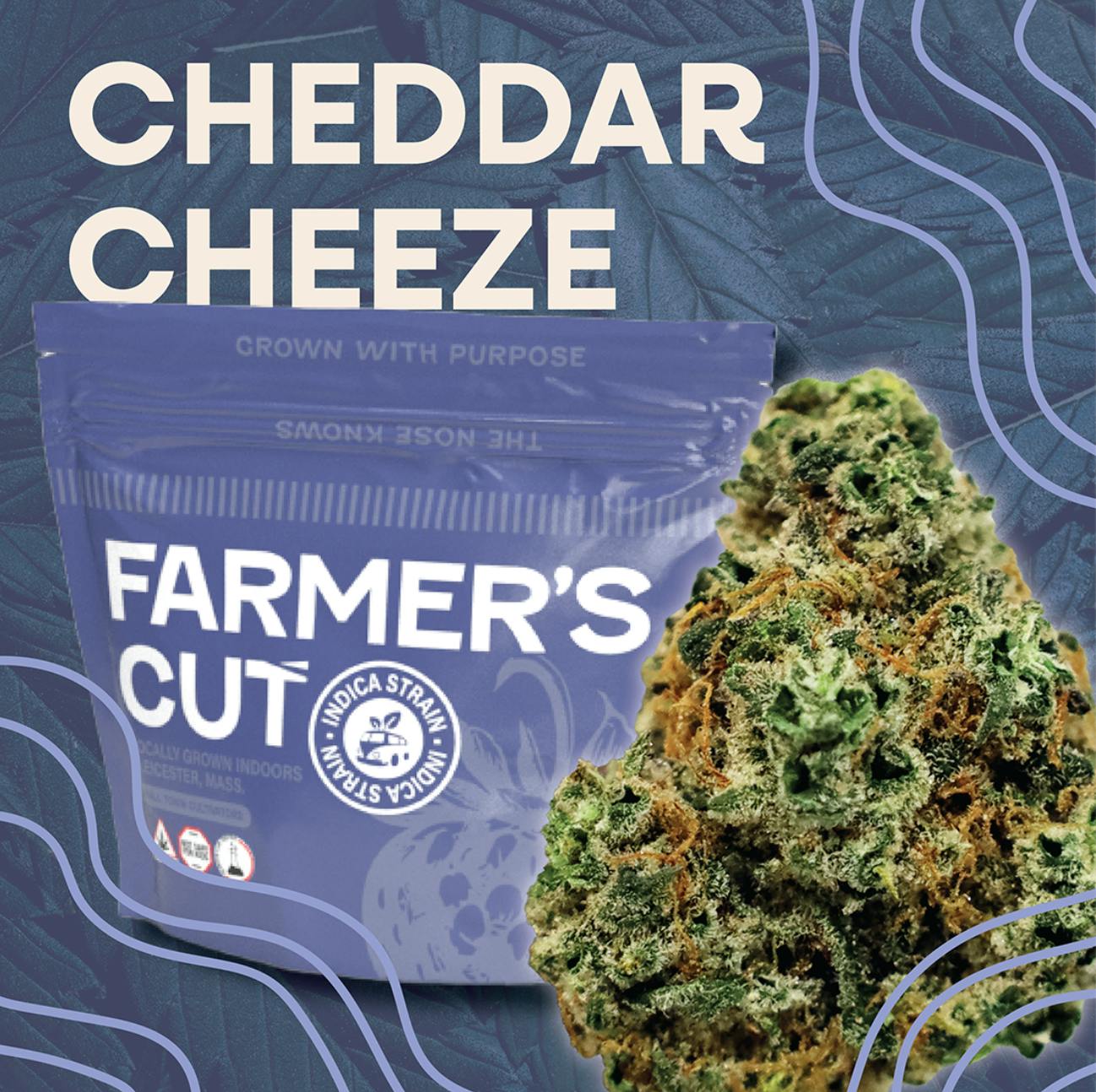Product: Cheddar Cheese [3.5g]