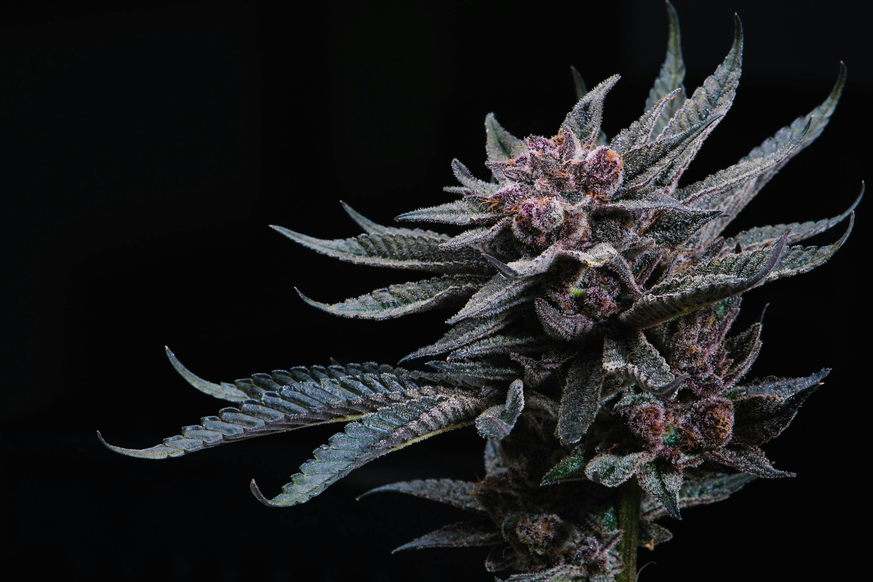 Proper Cannabis - Crestwood Menu - a Cannabis Dispensary in St