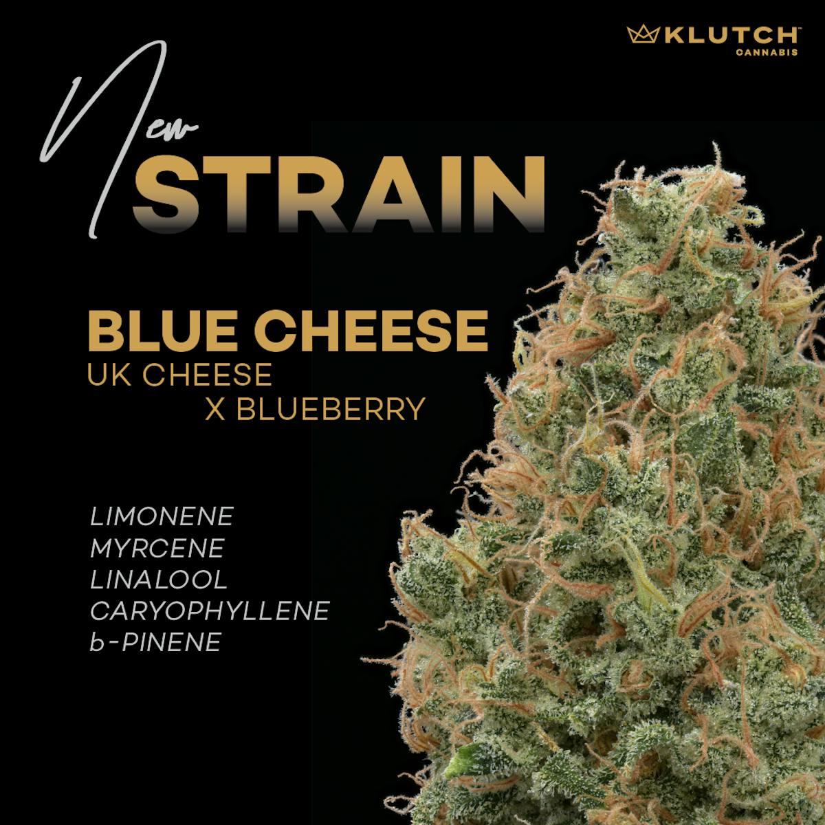 image of Blue Cheese