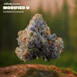 Modified O