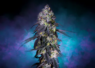 Eden's Trees | Ethos Cannabis