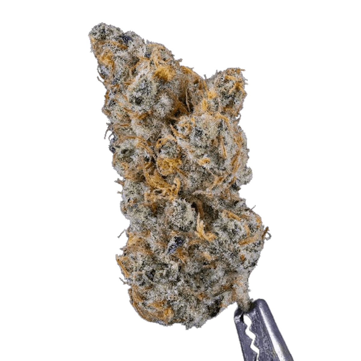 Image of Headband Cookies | 7g House “Small Bud” Flower