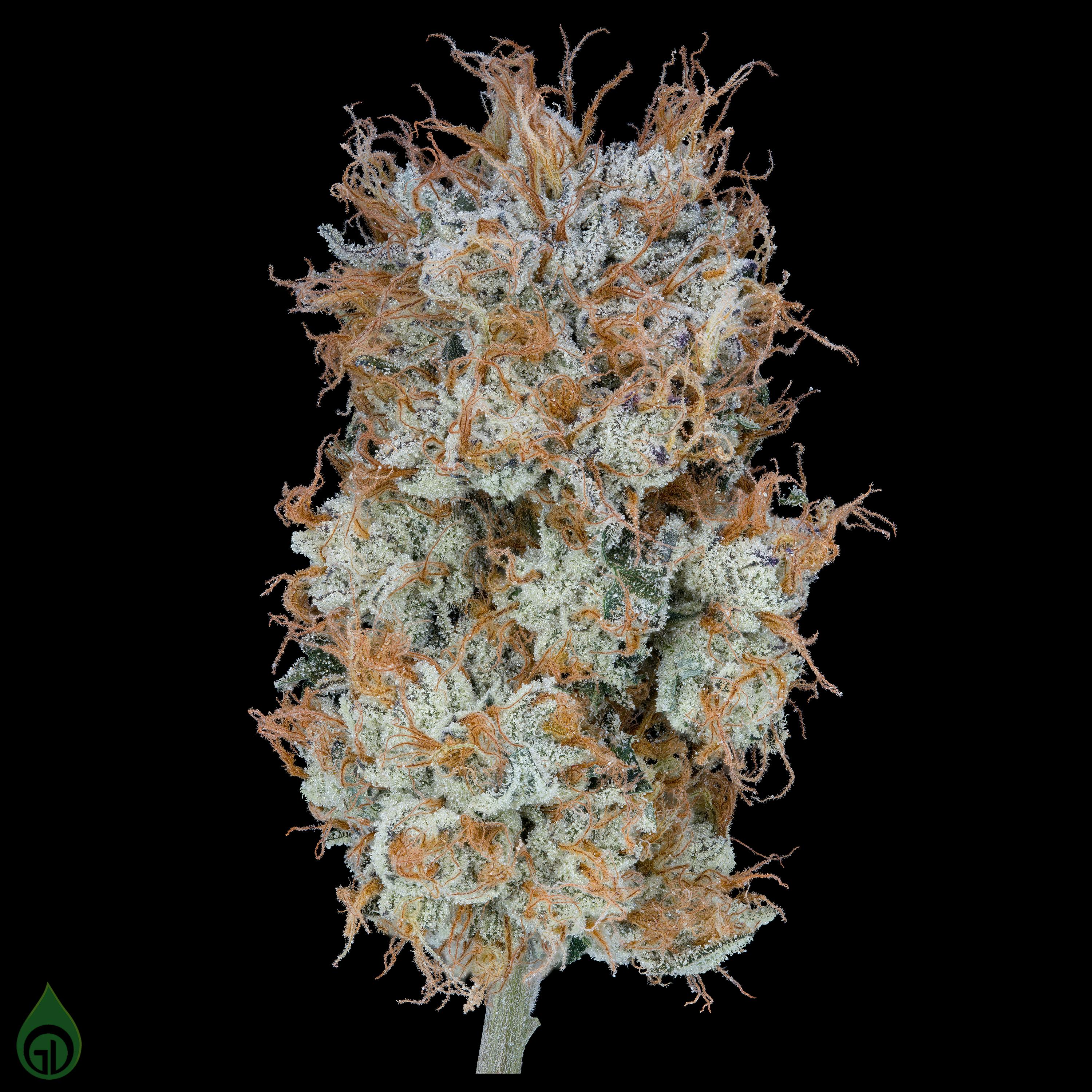 Photo of Black Label Flower (3.5g) | Fortissimo