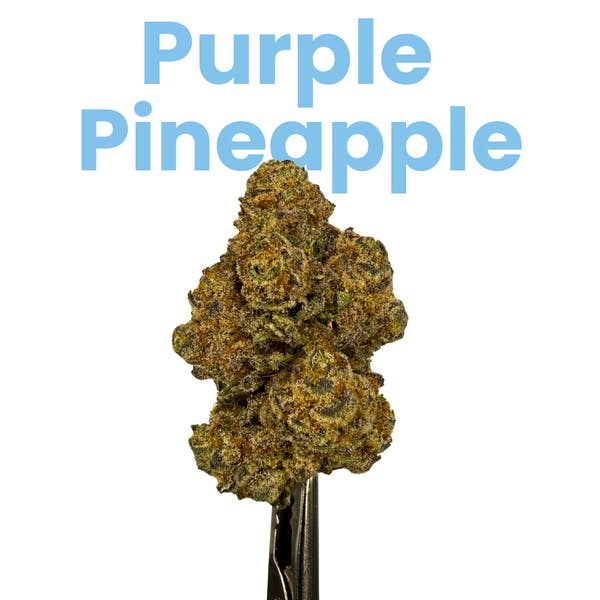 Purple Pineapple | Flower | 28g by Jive Cannabis Co. | Buy Online