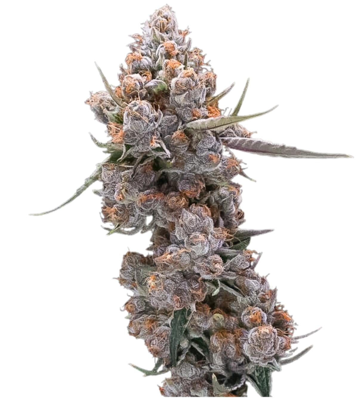 Photo of Root & Bloom Gelato Punch