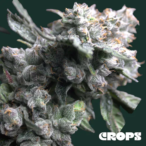 Crops | Flower | Velvet Lushers | 28g-1