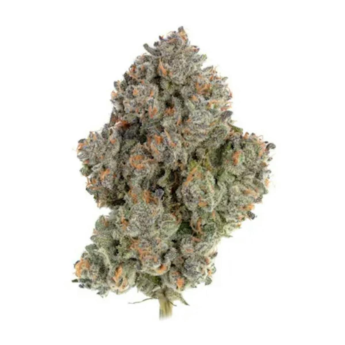 Image of Jealousy | 14g Flower