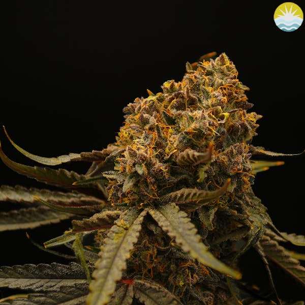 La Flama Blanca | 14g | Small Buds Flower | Renew