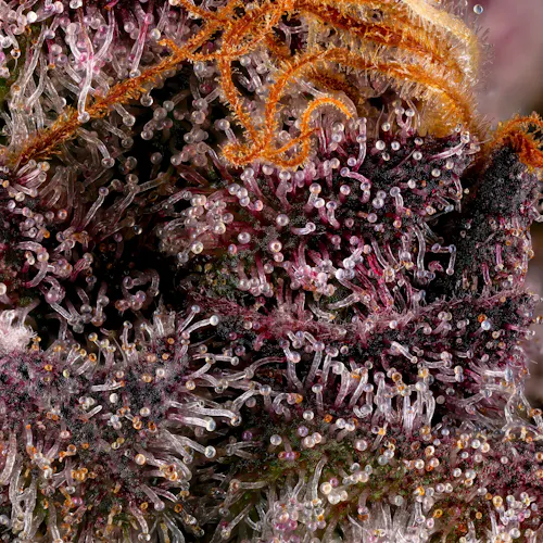 Lemon Cherry Tropicana [3.5g]-8